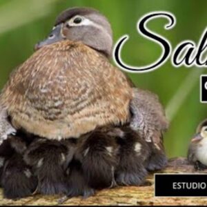 Estudio biblico “Salmo 91” 2da parte.